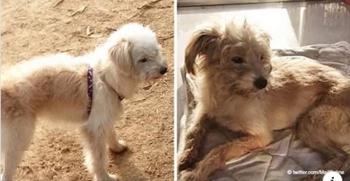 Ein treuer Hund läuft über 50 Kilometer, um nach Hause zu kommen, nachdem die Besitzer ihn vergessen haben